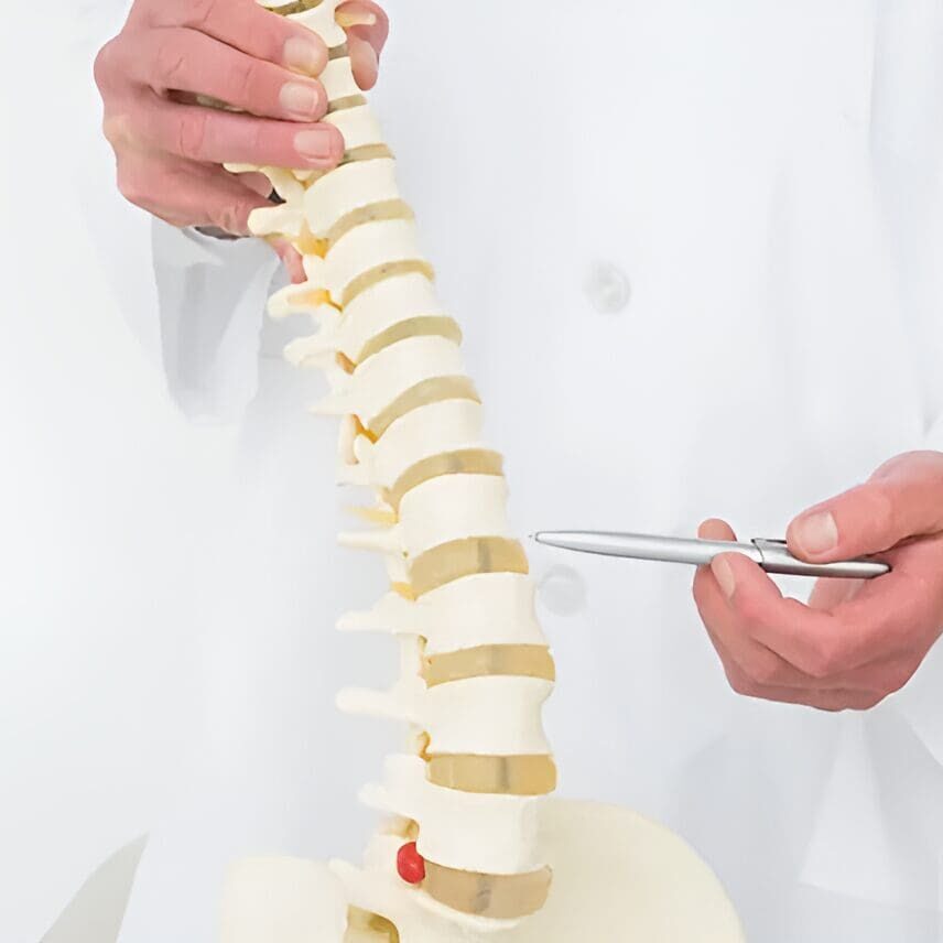 Doctor pointing at a spine model.